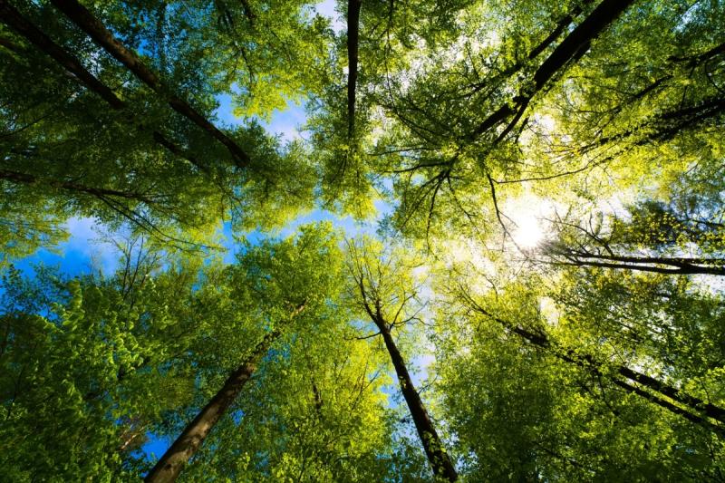 Torniamo a respirare: i progetti di forestazione che ci salvano dalla CO₂